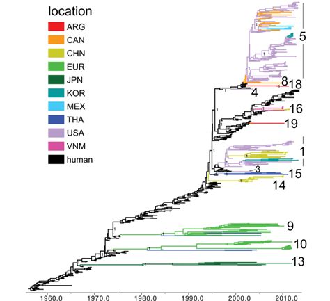 Phylogenetic Relationships Between Human And Swine N2 Segments A