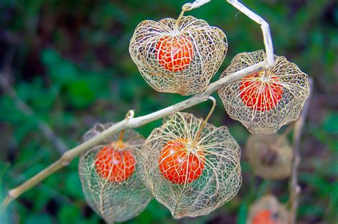 Chinese Lanterns Physalis Alkekengi Organic Non Gmo Flower