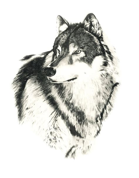 TIMBER WOLF Art Print Pencil Drawing by Artist DJ Rogers - Etsy