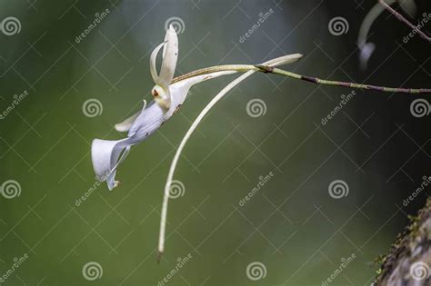 Close-up Shot of a Rare and Delicate Ghost Orchid Flower in Bloom Stock ...