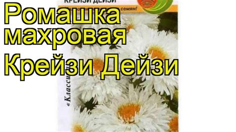 Ромашка махровая (Крейзи Дейзи). Краткий обзор, описание характеристик ...