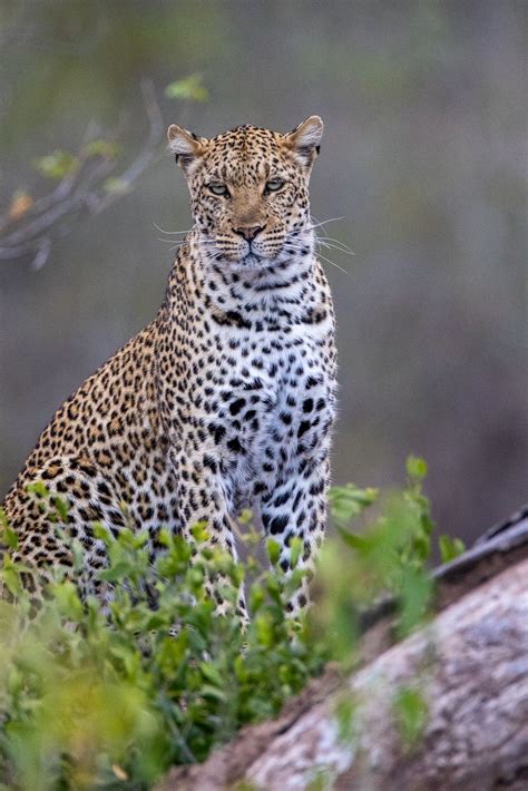 Trip Report: Ultimate Botswana Wildlife Safari