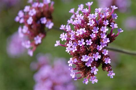 How to Care for Verbena Plants