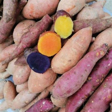 READY STOCK Sweet Potato Keledek Ubi Madu Ubi Manis Orange Yellow