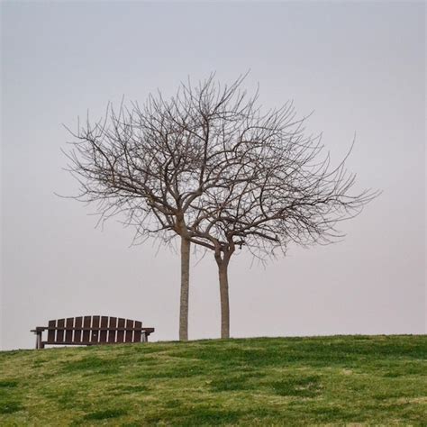 Premium Photo Bare Tree On Grassy Field Against Clear Sky