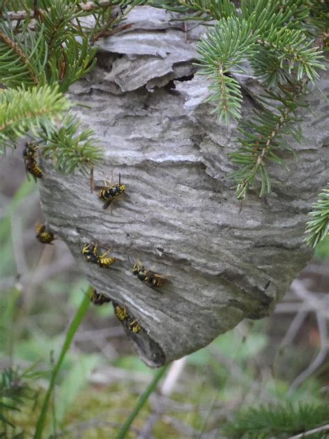 Yellow Jacket Nest by AshleeWiplash24 on deviantART