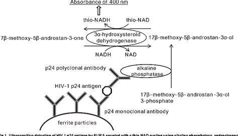 Figure From Detection Of Hiv P At Attomole Level By