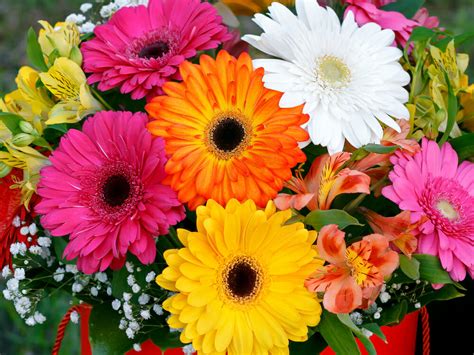 Gerbera Entretien Conseils Culture Et Caract Ristiques Interflora