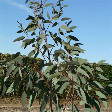 Eucalyptus Pauciflora Var Pauciflora Snow Gum Seed X200 Ole