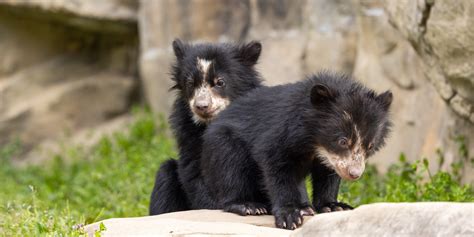 Andean Bear Cub Update: First Days Out of the Den | Smithsonian's ...