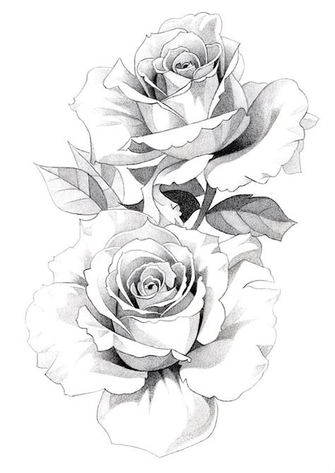 Rose Roses Flower Floral Botanical Tattoo Pencil Drawing Art Print