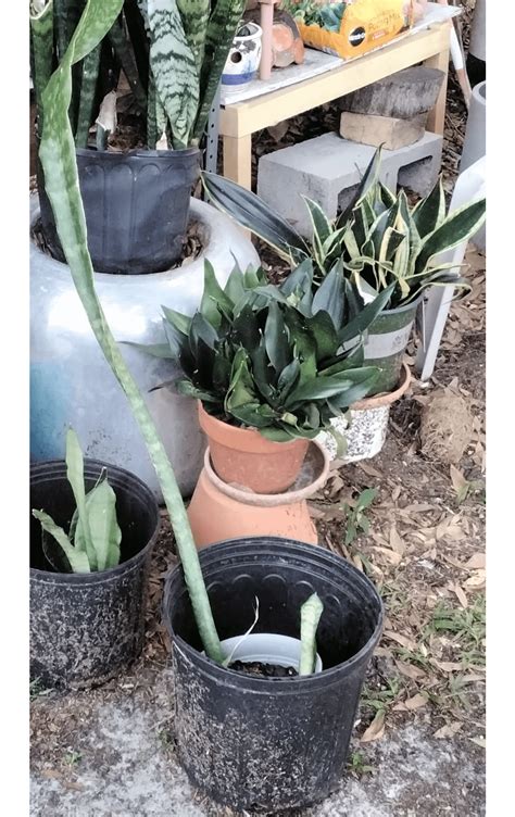Growing so fast : r/sansevieria