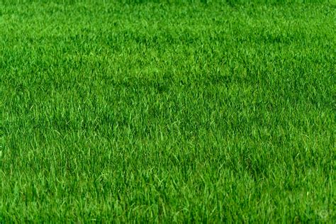 Grass Meadow Texture High Quality Free Photos