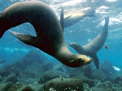 Galápagos Sea Lion – "OCEAN TREASURES" Memorial Library