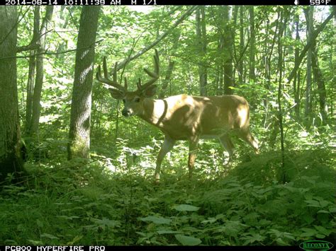 Snapshot Wisconsin: Trail cams to document state’s wildlife