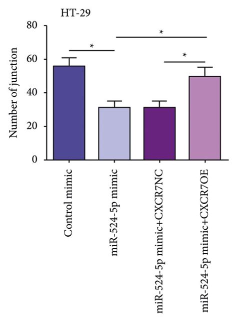 MiR 524 5p Regulates Angiogenesis Via AKT ERK Signaling In HT 29 Cells