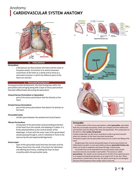 SOLUTION: Cardiovascular anatomy - Studypool