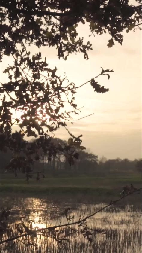 Tree Sways In The Breeze As Sun Shines Through Branches Stock