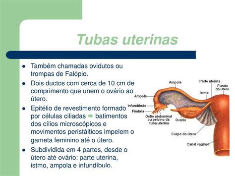 Partes Da Tuba Uterina Librain