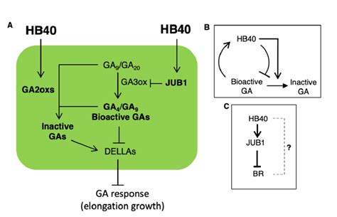 A model for the action of HB40 in the regulation of GA-mediated growth ...