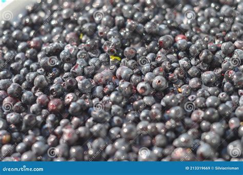 Prune Fruit Food Stock Image Image Of Eating Fruit