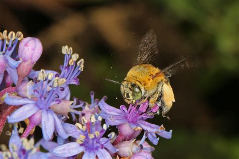 A Bbb Kind Of Day Buzz Pollination In Action By This Flickr