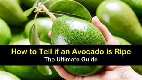 How To Tell If An Avocado Is Ripe The Ultimate Guide