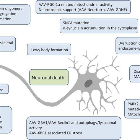 Genetic Causes Of Parkinsonism And Pathways Related To Parkinson Disease Download Scientific