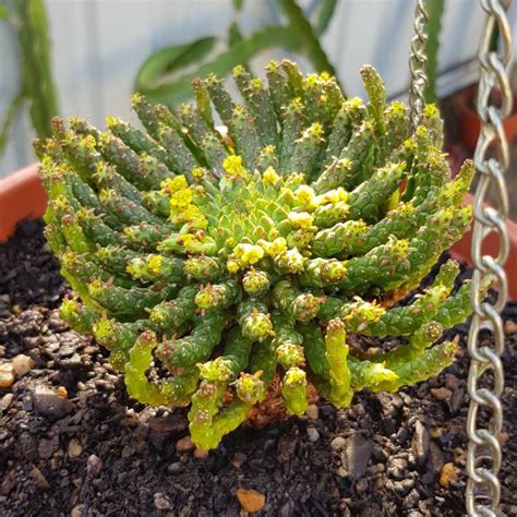 Euphorbia Flanaganii Medusa S Head Uploaded By Abbyfromthebeach