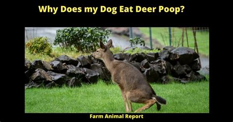 Why Do Dogs Eat Deer Poop 2024 Dogs Deer Pdf