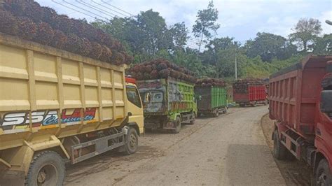 Dua PKS Di Bengkulu Tengah Kembali Naikan Harga TBS Rp 30 Tertinggi Rp