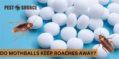 Do Mothballs Keep Roaches Away Pest Source