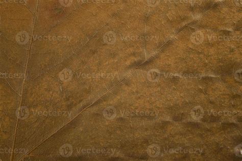 fall leaf background 22898964 Stock Photo at Vecteezy