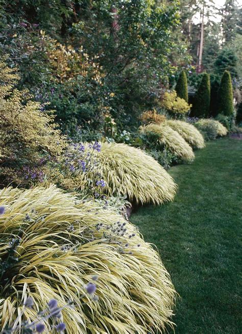 Hakone Grass