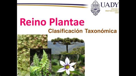 Clasificaci N Taxon Mica Del Reino Plantae Youtube