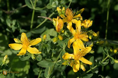 Bestellen Echtes Johanniskraut Hypericum Perforatum Bild Bildagentur