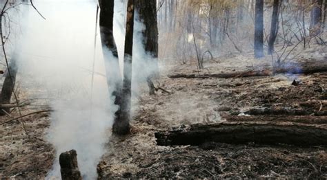 Gem Baja Superficie Afectada Por Incendios Forestales En