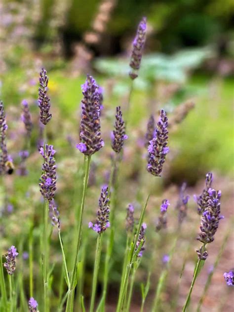 French Vs English Lavender