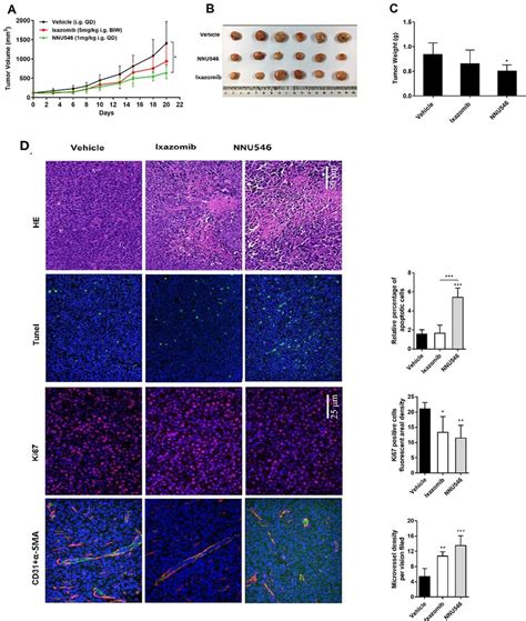 Effects Of Nnu546 And Ixazomib On Tumor Growth In Pdx Model A