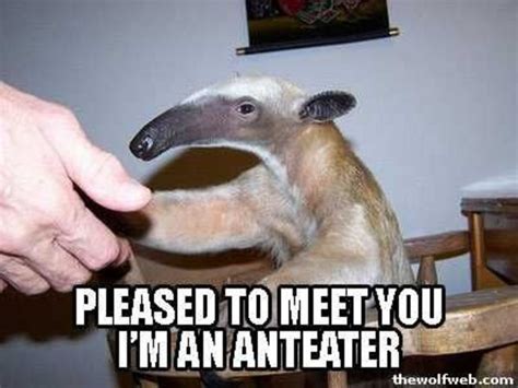 I'm an Anteater!!! | Know Your Meme