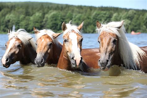 Horses Swimming