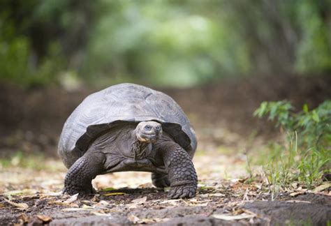 Galápagos Islands: Wildlife Cruise by Private Yacht - AdventureWomen