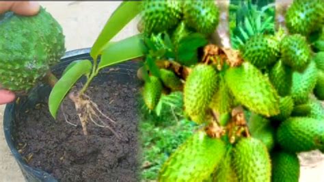 Great Technique For Grafting Soursop Tree Fast With Fruit L How To Grow