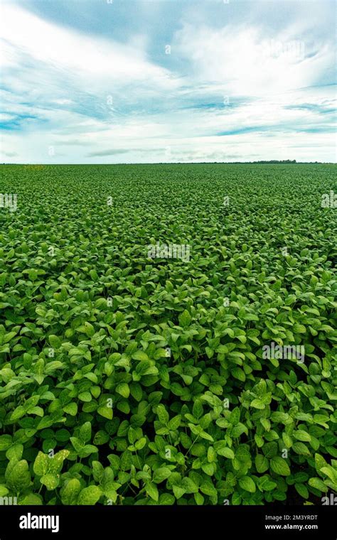 Giant Soy Fields Sinop Mato Grosso Brazil Stock Photo Alamy