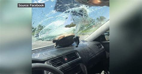 Turtle Goes Airborne Crashes Into Womans Windshield On Highway Cbs