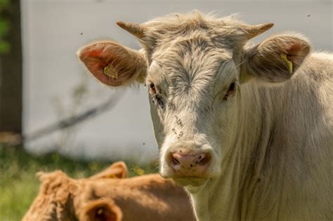 Brown And White Cows With Horns