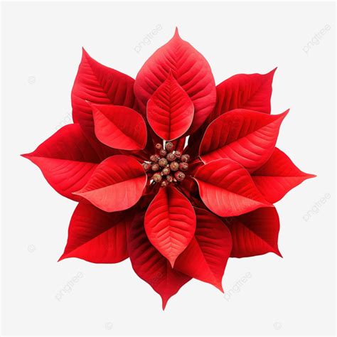 Flor De Nochebuena Roja PNG Dibujos Euforbia Pulcherrima Nochebuena