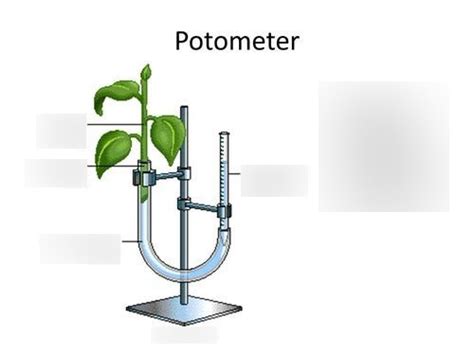 Potometer Diagram | Quizlet