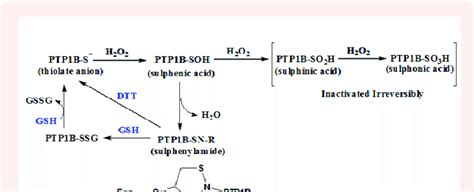 Reversible And Irreversible Oxidation Of Cysteine Thiol On Ptp1b The