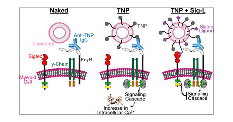 Dissecting The Ability Of Siglecs To Antagonize Fcγ Receptors Acs